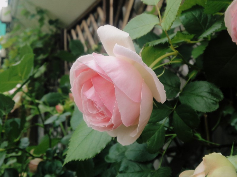 驚くほど強健なバラ ブライダルピンク ジャルダン ファヴォリ Jardin Favori