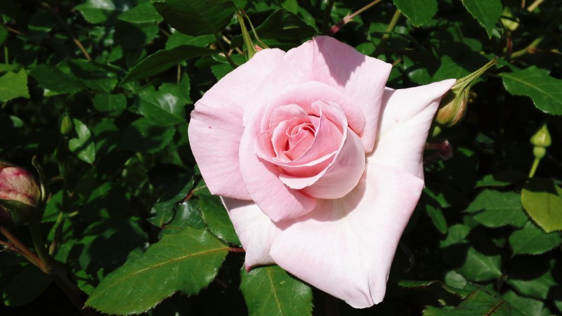 驚くほど強健なバラ ブライダルピンク ジャルダン ファヴォリ Jardin Favori