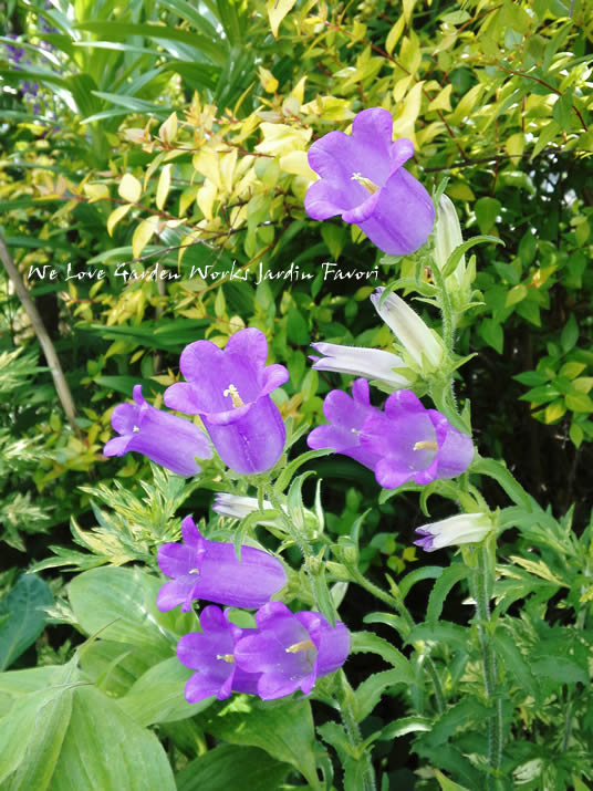 カンパニュラ メディウム やっぱり秋植えがおすすめ ジャルダン ファヴォリ Jardin Favori